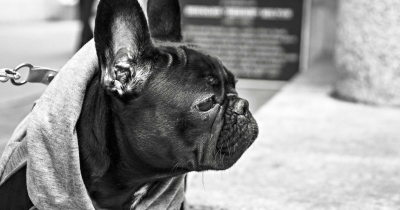 Caring for your Frenchie