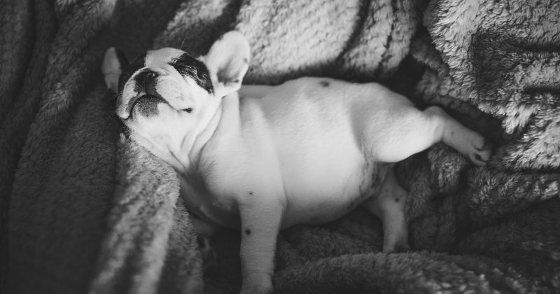 Training your Frenchie