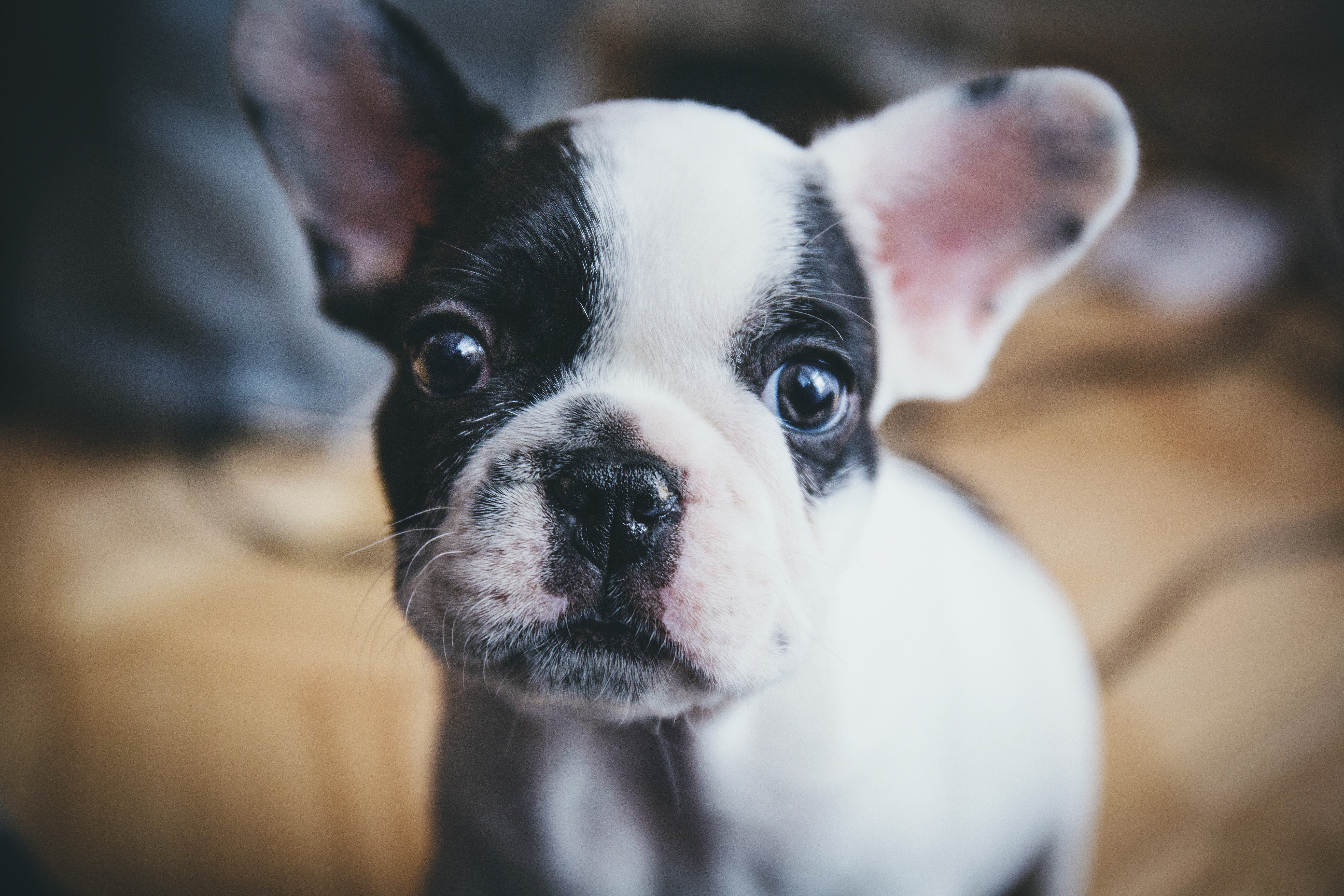 Potty Training your French Bulldog – Step by Step